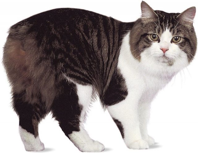 Gambar Jenis Jenis Kucing Dan Harganya Cymric