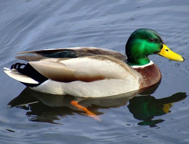 Gambar Nama Nama Hewan Dalam Bahasa Inggris Dan Gambarnya Duck