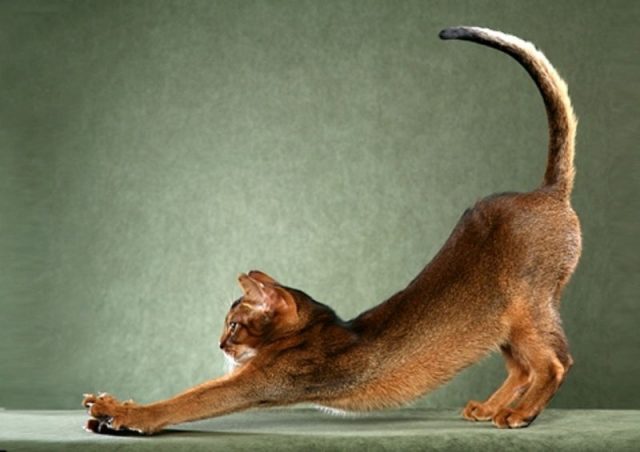Gambar Ekor Kucing Abyssinian - Sifat Kucing Abyssiniannian
