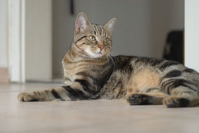 Gambar Jenis Jenis Kucing Dan Harganya European Shorthair