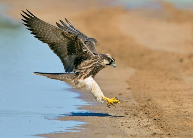 Gambar Nama Nama Hewan Dalam Bahasa Inggris Dan Gambarnya Falcon