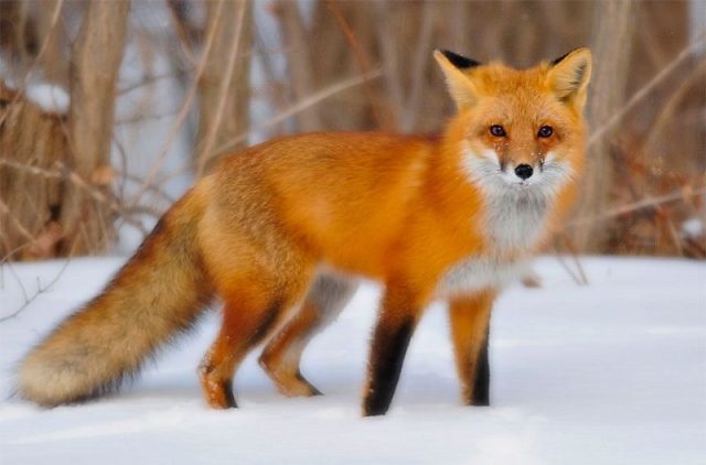Gambar Nama Nama Hewan Dalam Bahasa Inggris Dan Gambarnya Fox