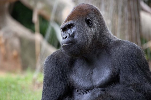 Gambar Nama Nama Hewan Dalam Bahasa Inggris Dan Gambarnya Gorilla