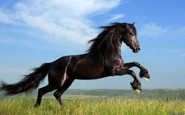 Gambar Nama Nama Hewan Dalam Bahasa Inggris Dan Gambarnya Horse