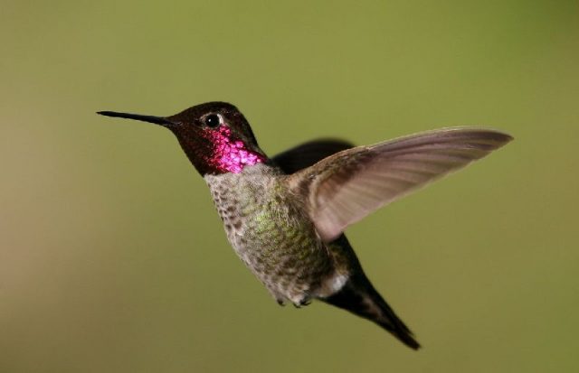 Gambar Nama Nama Hewan Dalam Bahasa Inggris Dan Gambarnya Hummingbird