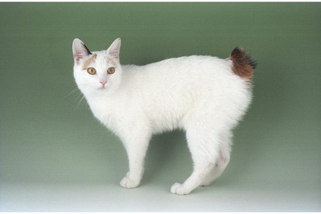 Gambar Jenis Jenis Kucing Dan Harganya Japanese Bobtail