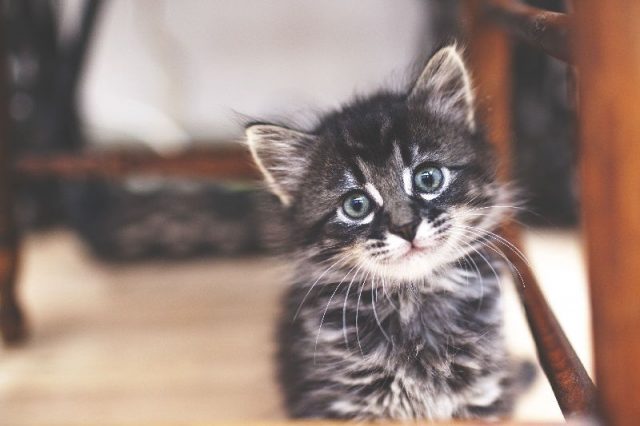 Gambar Nama Nama Hewan Dalam Bahasa Inggris Dan Gambarnya Kitten