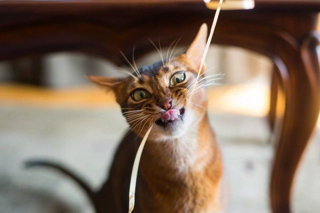 Gambar Sifat Kucing Abyssinian Yang Membutuhkan Perhatian