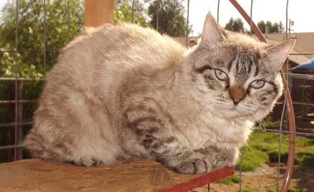 Gambar Kucing Mohave Bobs Dan Kucing Alpine Lynx