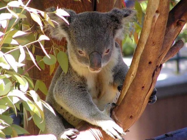 Gambar Nama Nama Hewan Dalam Bahasa Inggris Dan Gambarnya Ladybird Koala