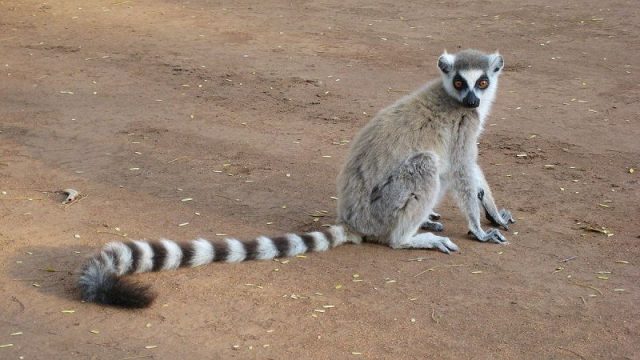 Gambar Nama Nama Hewan Dalam Bahasa Inggris Dan Gambarnya Lemur