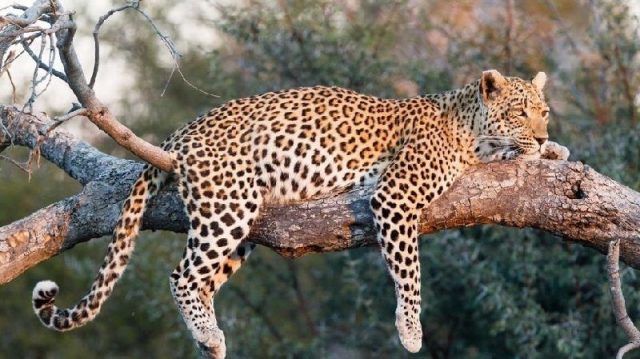 Gambar Nama Nama Hewan Dalam Bahasa Inggris Dan Gambarnya Leopard