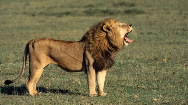 Gambar Nama Nama Hewan Dalam Bahasa Inggris Dan Gambarnya Lion