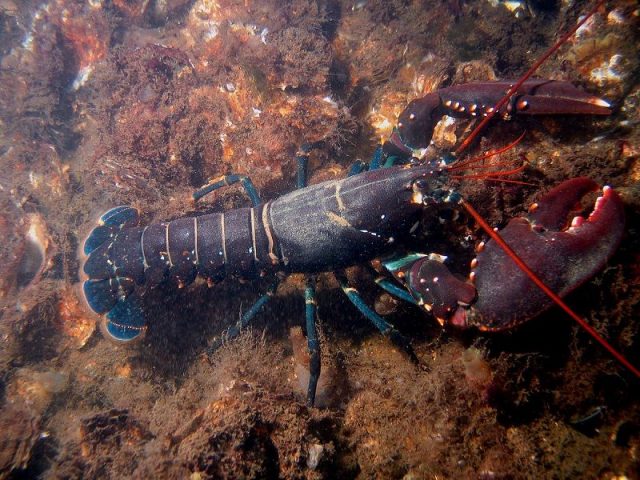 Gambar Nama Nama Hewan Dalam Bahasa Inggris Dan Gambarnya Lobster