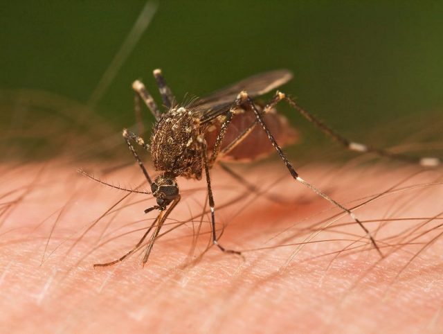 Gambar Nama Nama Hewan Dalam Bahasa Inggris Dan Gambarnya Mosquito
