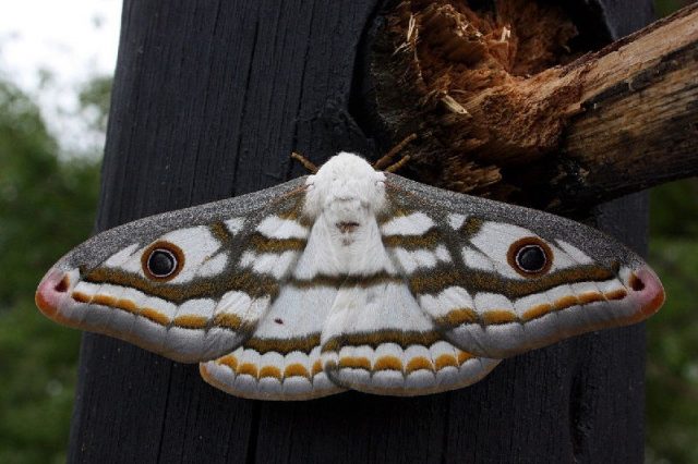Gambar Nama Nama Hewan Dalam Bahasa Inggris Dan Gambarnya Moth