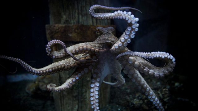 Gambar Nama Nama Hewan Dalam Bahasa Inggris Dan Gambarnya Octopus