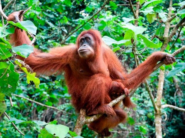 Gambar Nama Nama Hewan Dalam Bahasa Inggris Dan Gambarnya Orangutan