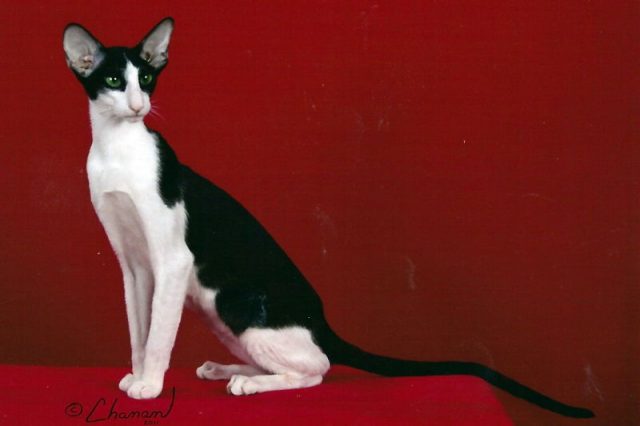 Gambar Jenis Jenis Kucing Dan Harganya Oriental Bicolour