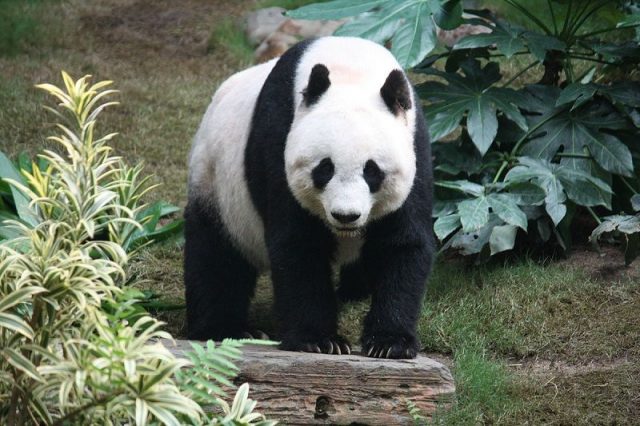 Gambar Nama Nama Hewan Dalam Bahasa Inggris Dan Gambarnya Panda