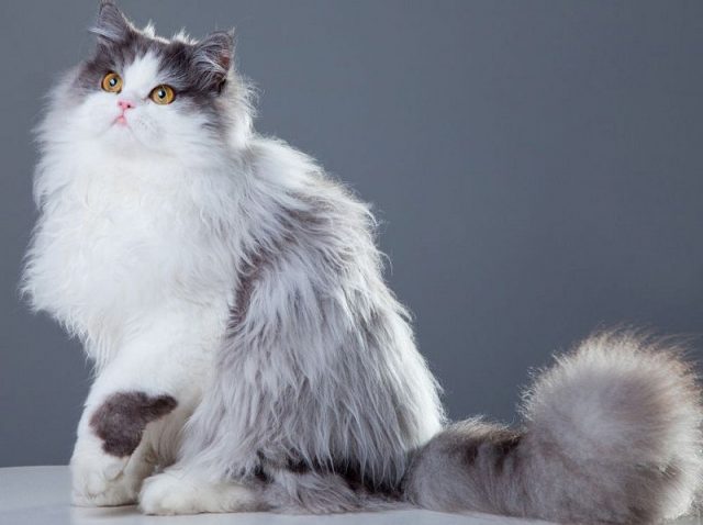 Gambar Jenis Jenis Kucing Dan Harganya Persian