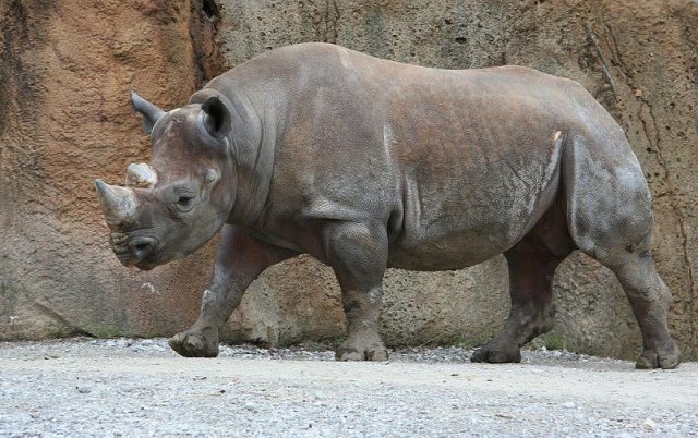 Gambar Nama Nama Hewan Dalam Bahasa Inggris Dan Gambarnya Rhinoceros