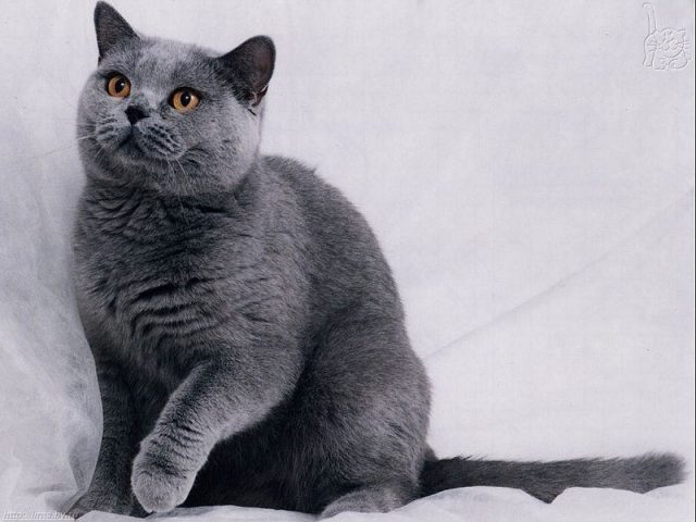 Gambar Jenis Jenis Kucing Dan Harganya Russian Shorthair