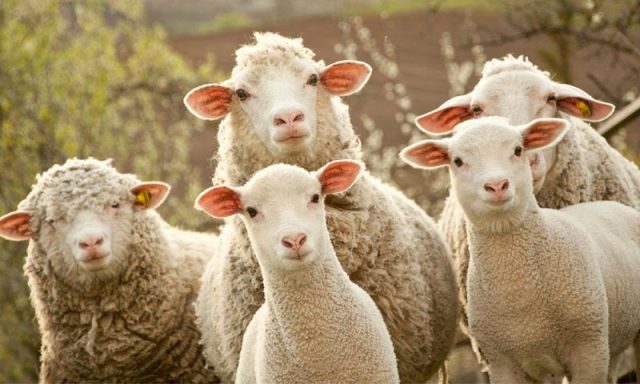Gambar Nama Nama Hewan Dalam Bahasa Inggris Dan Gambarnya Sheep