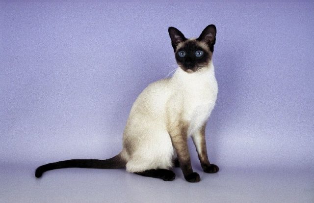Gambar Jenis Jenis Kucing Dan Harganya Siamese