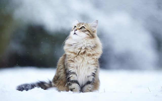 Gambar Jenis Jenis Kucing Dan Harganya Siberian cat