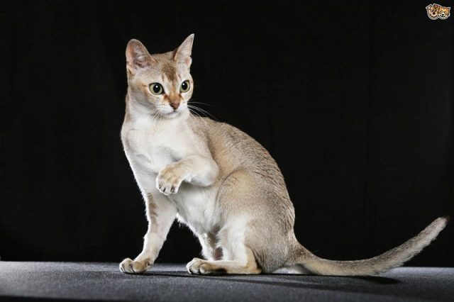 Gambar Jenis Jenis Kucing Dan Harganya Singapura cat