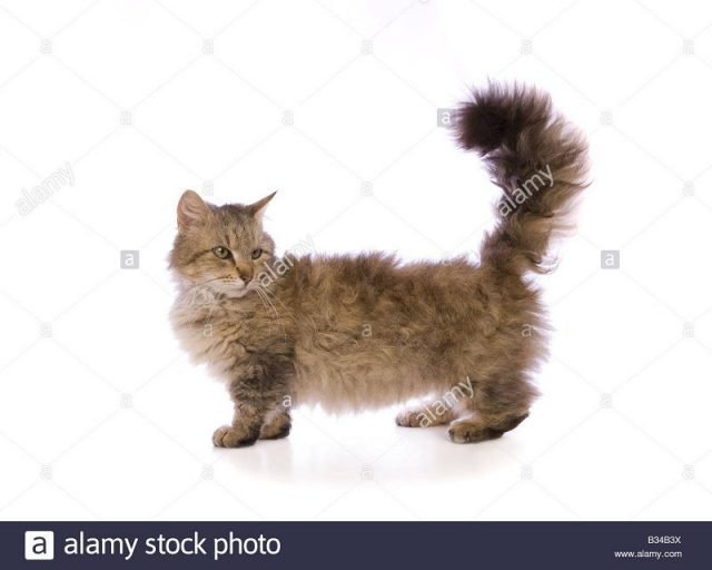 Gambar Jenis Jenis Kucing Dan Harganya Skookum