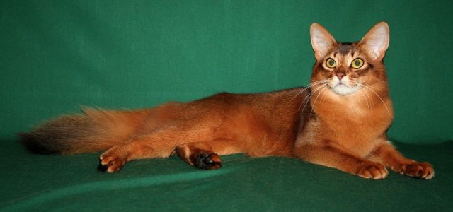 Gambar Jenis Jenis Kucing Dan Harganya Somali cat