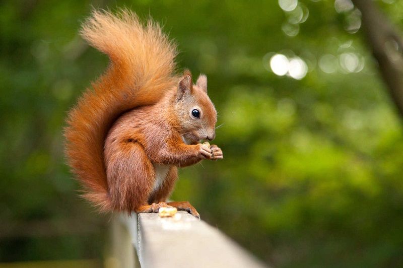Gambar Nama Nama Hewan Dalam Bahasa Inggris Dan Gambarnya Squirrel