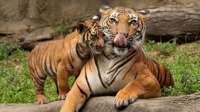 Gambar Nama Nama Hewan Dalam Bahasa Inggris Dan Gambarnya Tiger