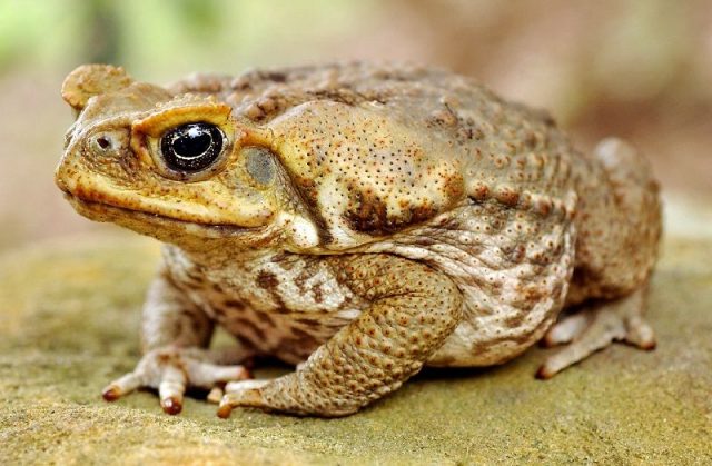 Gambar Nama Nama Hewan Dalam Bahasa Inggris Dan Gambarnya Toad