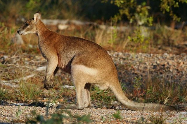 Gambar Nama Nama Hewan Dalam Bahasa Inggris Dan Gambarnya Wallaby