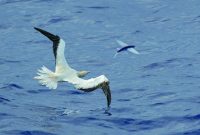 Gambar Burung Adalah Pemangsa Ikan Laut Yang Bisa Terbang