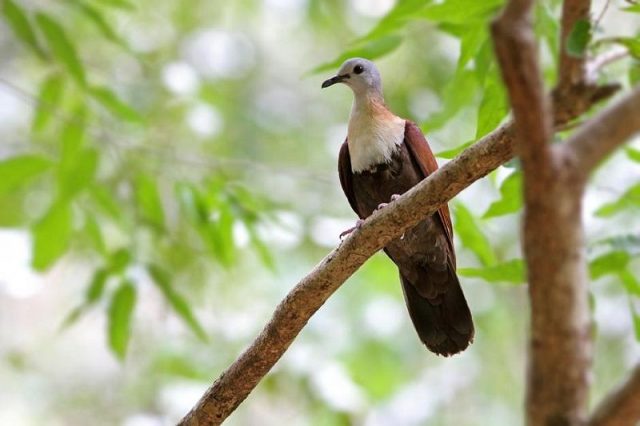 Gambar Nama Nama Burung Langka Di Indonesia Delimukan Wetar (Gallicolumba hoedtii)