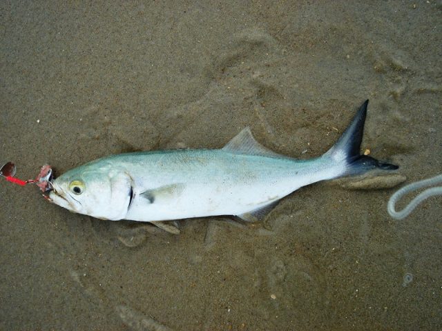 Gambar Ikan Laut Dangkal-ikan Bluefish (Pomatomus saltatrix)