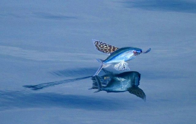 Gambar Ikan Laut Yang Bisa Terbang Akan Terbang Lagi Ketika Di Bawah Masih Ada Bahaya