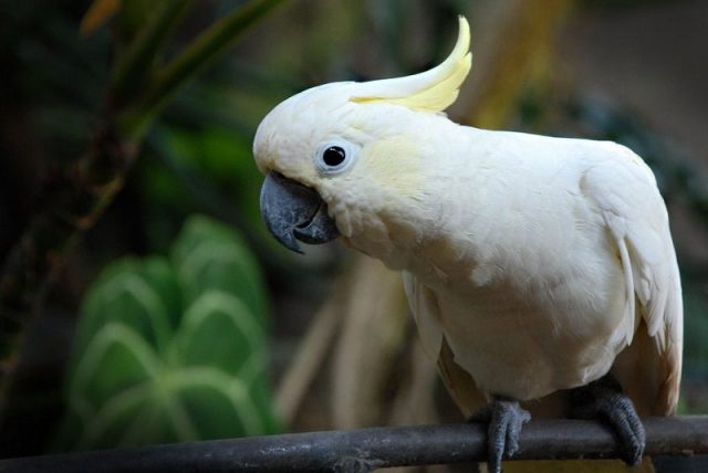 Gambar Nama Nama Burung Langka Di Indonesia Kakatua Kecil Jambul Kuning (Cacatua sulphurea)