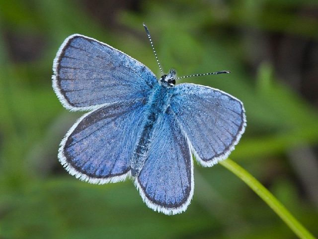 Gambar Dan Foto Karner butterfly ( Lycaedes melissa samuelis ) - Serangga Paling Langka