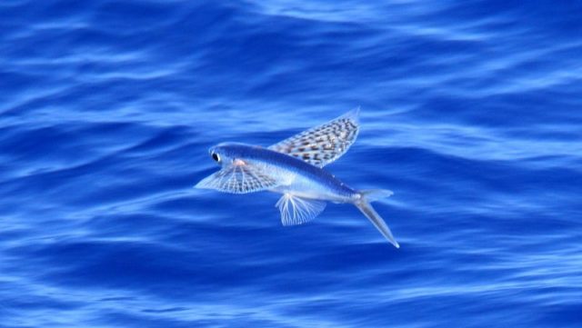 Gambar Kecepatan Ikan Laut Yang Bisa Terbang