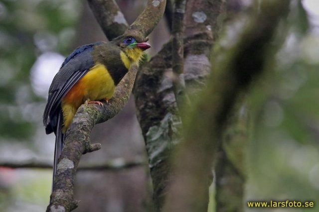 Gambar Nama Nama Burung Langka Di Indonesia Luntur Gunung (Apalharpactes reinwardtii)