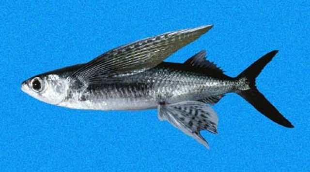 Gambar Nama Ikan Laut Yang Bisa Terbang Dari Marga Cypselurus