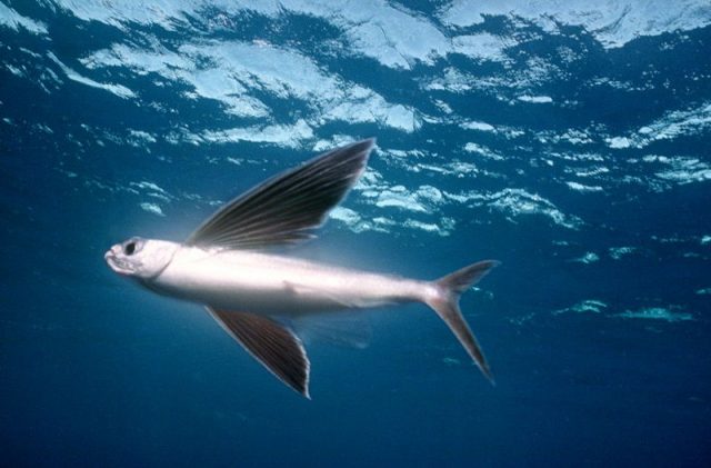 Gambar Nama Ikan Laut Yang Bisa Terbang Dari Marga Danichthys