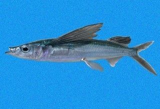 Gambar Nama Ikan Laut Yang Bisa Terbang Dari Marga Fodiator