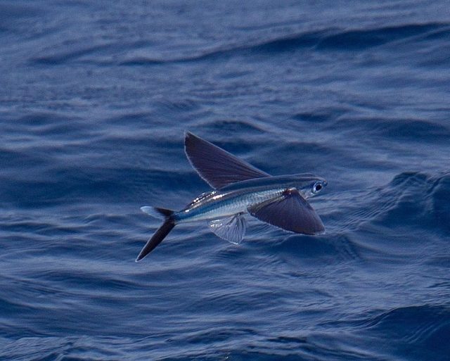 Gambar Nama Ikan Laut Yang Bisa Terbang Dari Marga Parexocoetus