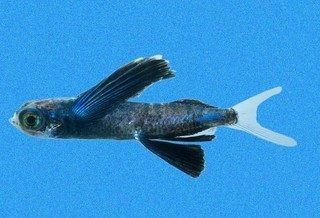 Gambar Nama Ikan Laut Yang Bisa Terbang Dari Marga Prognichthys